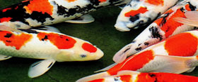 Satisfied Clients of Legacy Koi